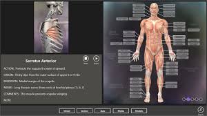 Furthermore, it protects the vital organs and provides strength to the muscle. Buy Muscle And Bone Anatomy 3d Microsoft Store