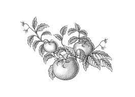 Maybe you would like to learn more about one of these? Woodcut Tomato Tomato Tattoo Vine Tattoo Vine Drawing