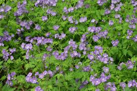 Image result for Hydrophyllaceae