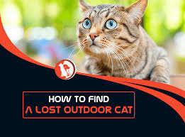 Plan a strategy and consider involving your neighbors. How To Find A Lost Outdoor Cat