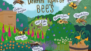 Come join the discussion about breeding, honey production, health, behavior, hives, housing, adopting, care. How To Identify Different Types Of Bees