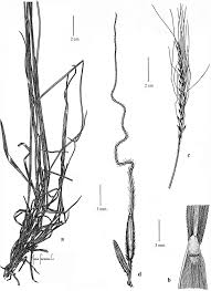 Image result for Trachypogon