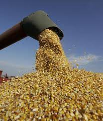 175 x 110 x 140 h. Vind Porumb Boabe La 12 Lei Dubla Si Griu La 0 75 Kg Stiriagricole Ro