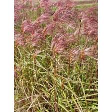 An outstanding miscanthus sinensis cultivar here on the south shore of lake superior is 'little zebra'. Zebra Grass Seeds Miscanthus Sinensis Zebrinus Price 1 55