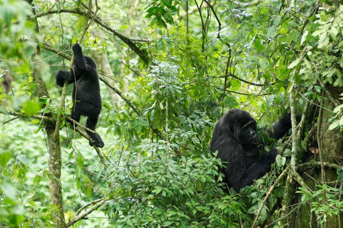Is Gorilla Trekking in Nkuringo Sector Difficult - Eco Adventure Safaris
