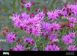 Image result for Vernonia galpinii