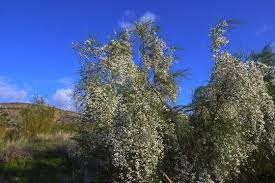 Image result for Retama monosperma