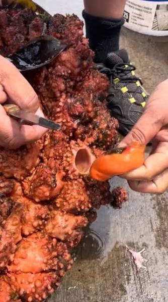 Anatomy Pyura Chilensis