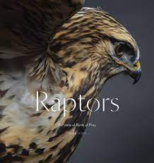 Bird raptor bird raptor prey bird prey prey raptor nature animal birds macro beautiful feathers outside closeup branch blue feather tree sky water background robin wings red flight adler bird of prey animals white portrait perched fly australia flying pelican pets bill wildlife celebration decoration sparrow. Amazon Com Raptors Portraits Of Birds Of Prey Bird Photography Book 9781616895570 Scott Traer Books