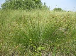 Image result for Carex mildbraediana