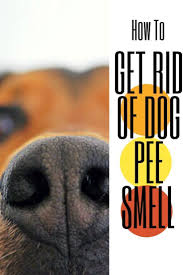 Remove Pet Stains Odors Best Dog Urine Odor Eliminator Dog Pee Smell Pet Smell Dog Pee