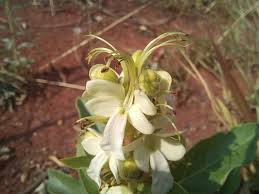 Image result for Rotheca bukobensis