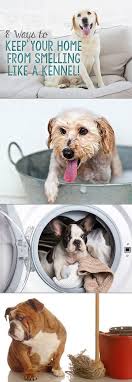8 Ways To Keep Your Home From Smelling Like A Kennel Dog Care Dogs Dog Cat