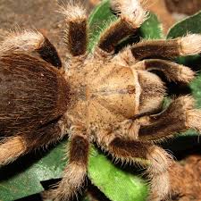 Image result for Empogona sp. A