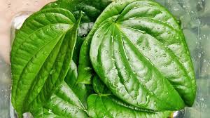Hal itu sudah sangat wajar lantaran daun sirih sendiri memiliki banyak manfaat yang jarang diketahui oleh banyak orang. Manfaat Daun Sirih Wanita Yang Perlu Diketahui Tipscantikan Com