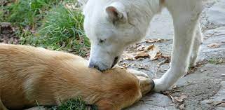 Why Do Dogs Lick Each Other S Ears Daily Dog Stuff