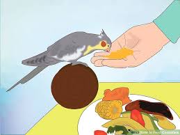 How To Feed Cockatiels With Pictures Wikihow