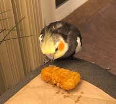 Share the best gifs now >>>. Chicken Nugglet Eating A Chicken Nugget Cockatiel