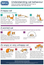 Cat And Dog Body Language Cat Behavior Cat Body Cat Language