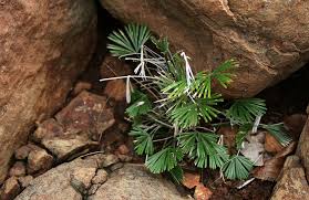 Image result for Actiniopteris radiata