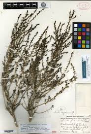 Image result for Suaeda merxmuelleri