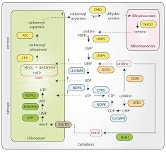 Code reduction mon bac a plante. Https Edoc Ub Uni Muenchen De 26789 1 Schmid Lisa Marie Pdf