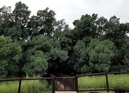 Maybe you would like to learn more about one of these? The Large Wonderboom Fig Tree Pretoria At The Wonderboom Nature Reserve Is More Than 1 000 Years Old And Legend Ha Pretoria South Africa South Africa Africa