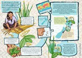 Infographic Infographic Species Maori
