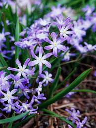 Maybe you would like to learn more about one of these? Your Favorite Spring Blooming Bulbs Early Spring Flowers Spring Flowering Bulbs Bulb Flowers