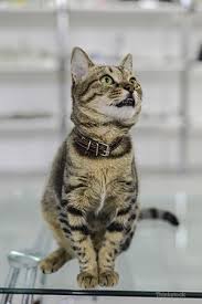 I ran into ivan at the library today. Why Do Cats Drool It S Never Normal