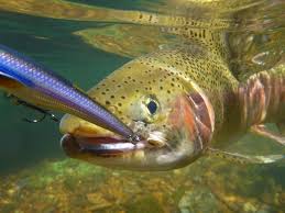 White River Jerkbait Fishing With Guide Jason Loyd