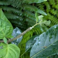 Image result for Sladeniaceae