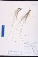 Image result for Abildgaardia ovata