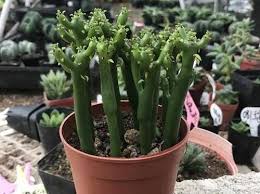 Now conservationists are finding creative ways to rescue them. Pencil Cactus Euphorbia Tirucalli Profile Rayagarden