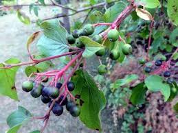 kizilcik agaci cornus mas bi tki meyve otlar