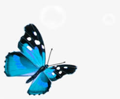 Download butterfly images free and use any clip art,coloring,png graphics in your website, document or presentation. Blue Butterfly Png Images Free Transparent Blue Butterfly Download Kindpng