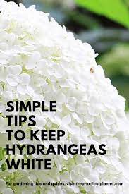 How To Keep Hydrangeas White With Simple Care Tips White Hydrangea Garden Growing Hydrangeas White Flowers Garden