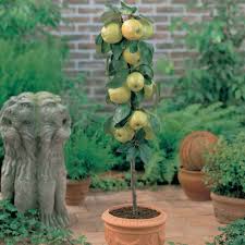 They are easy to grow specimens which will produce heavy crops of nutritious. Winter Care Of Container Fruit Trees Allotment Gardens