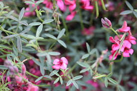 Image result for Indigofera soutpansbergensis