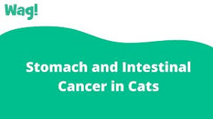 The overall survival rate of liver cancer patients is low, due to other underlying medical conditions, such as cirrhosis. Stomach And Intestinal Cancer In Cats Symptoms Causes Diagnosis Treatment Recovery Management Cost
