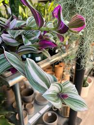 Image result for Tradescantia