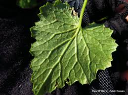 Image result for Senecio deltoideus