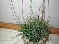 Image result for Aloe bicomitum