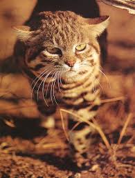 The habitat in which this cat hunts is not an easy one, being open and dry with some vegetation as cover. Did You Know The Black Footed Cat In Namibia Is Threatened By Extinction