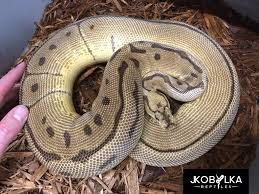 What should i do with my ball pythons shed? The Psychology Of Problem Feeders Get Your Ball Python Eating Again The Ball Street Journal
