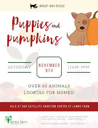 Find dogs, cats, puppies and kittens for adoption in garden grove ca. Puppies And Pumpkins At Lambs Farm Wright Way Rescue