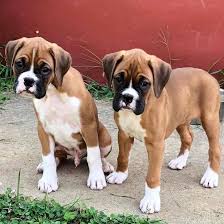 I have boxer mixed puppies. Boxer Puppy Love Out Of Woodside Boxers Posts Facebook