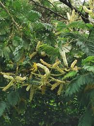 Image result for Acacia ataxacantha