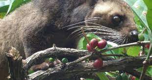 Pin On E All About Coffee