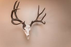 This quick guide to a diy european mount will save you time and money with professional results.h. Diy Taxidermy European Skull Mount Gohunt
